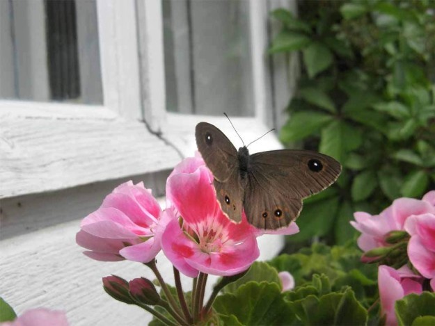 Blogi Eeva-Riitta Salo Hirsitalon kunnostus