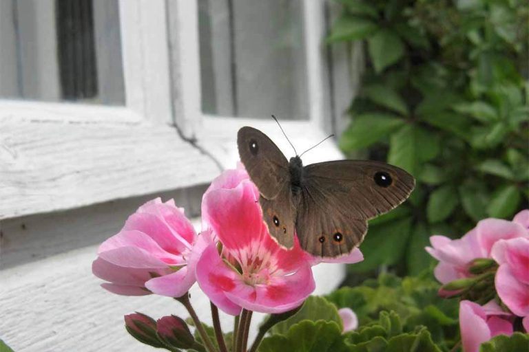 Blogi Eeva-Riitta Salo Hirsitalon kunnostus